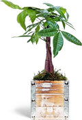 Aquatica, Plant in Lover Gift Houseplant, Gift, Potted Gift Plant Wedding Co-Worker, Pachira Wooden Plant, Birthday for Live Gift Pot 4" Decor Money Tree,