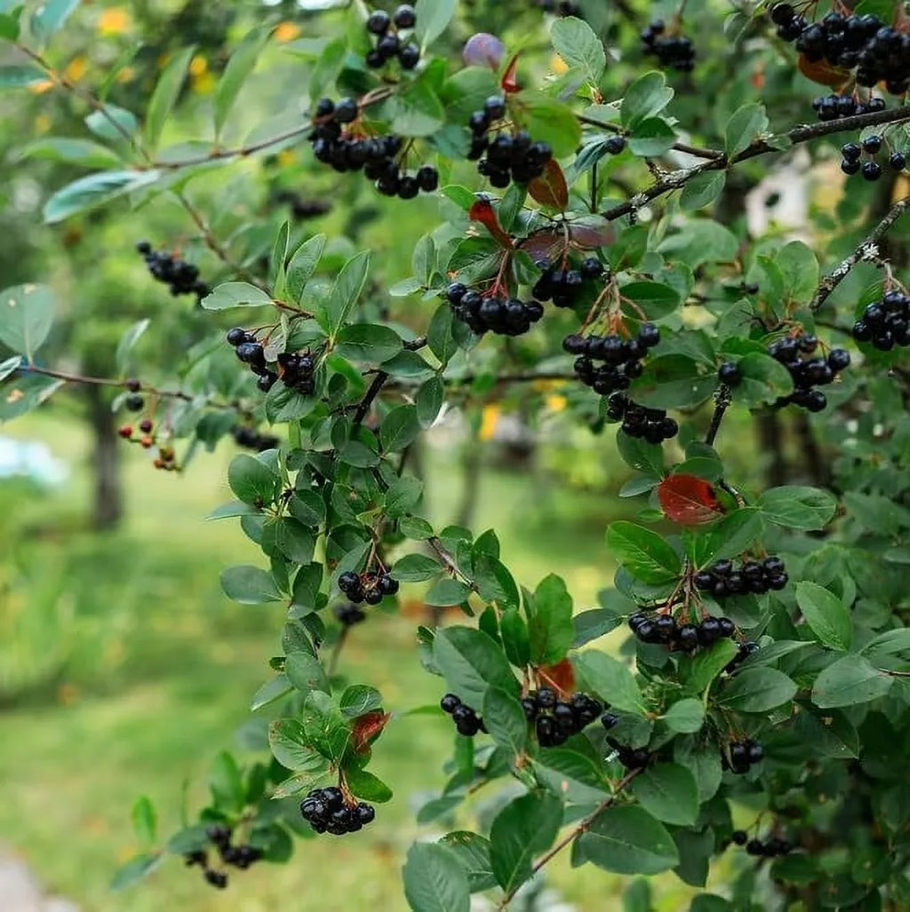 Chokeberry Seedlings - Bush Planting for Ship Seedlings) (5 to No Black California