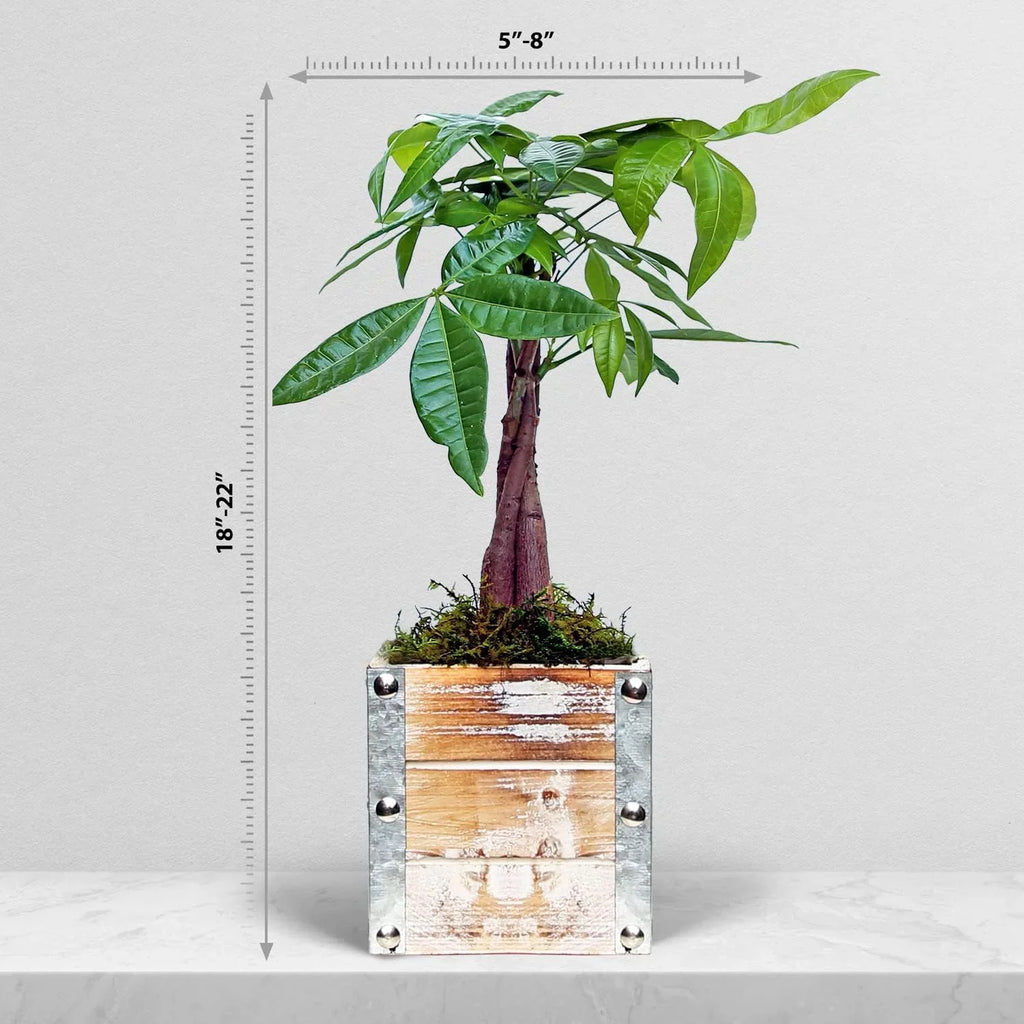 Aquatica, Plant in Lover Gift Houseplant, Gift, Potted Gift Plant Wedding Co-Worker, Pachira Wooden Plant, Birthday for Live Gift Pot 4" Decor Money Tree,