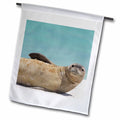Rebecca fl-89891-1 - inch Islands, NW 12 - Hawaiian RJA0058 x Atoll, Garden 18 US12 Seal Flag Midway Monk Jackrel