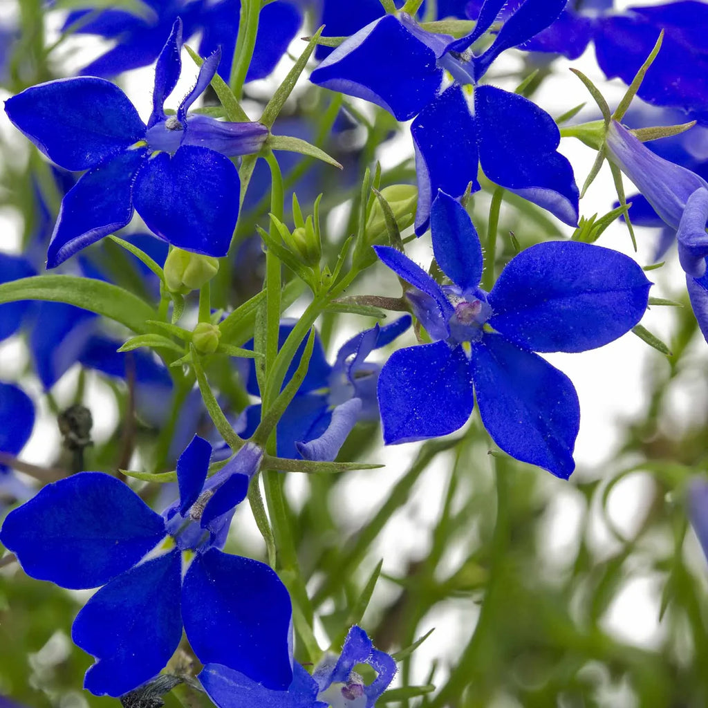 Series, Flower Lobelia erinus Trailing, - Blue - Seed - Seeds Seeds Annual 1000 Garden Lobelia Flower Midnight Regatta - Gardening