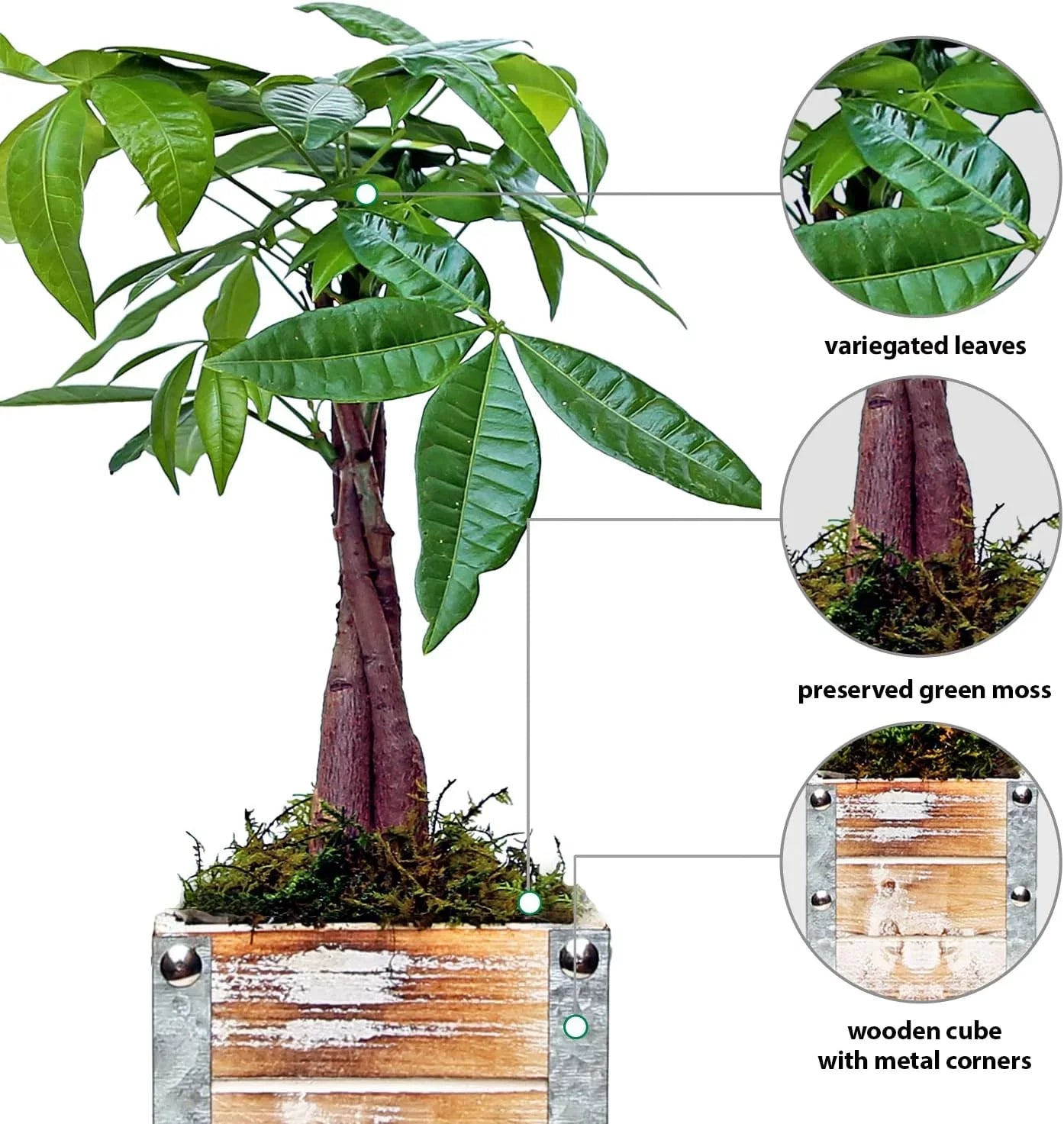 Aquatica, Plant in Lover Gift Houseplant, Gift, Potted Gift Plant Wedding Co-Worker, Pachira Wooden Plant, Birthday for Live Gift Pot 4" Decor Money Tree,