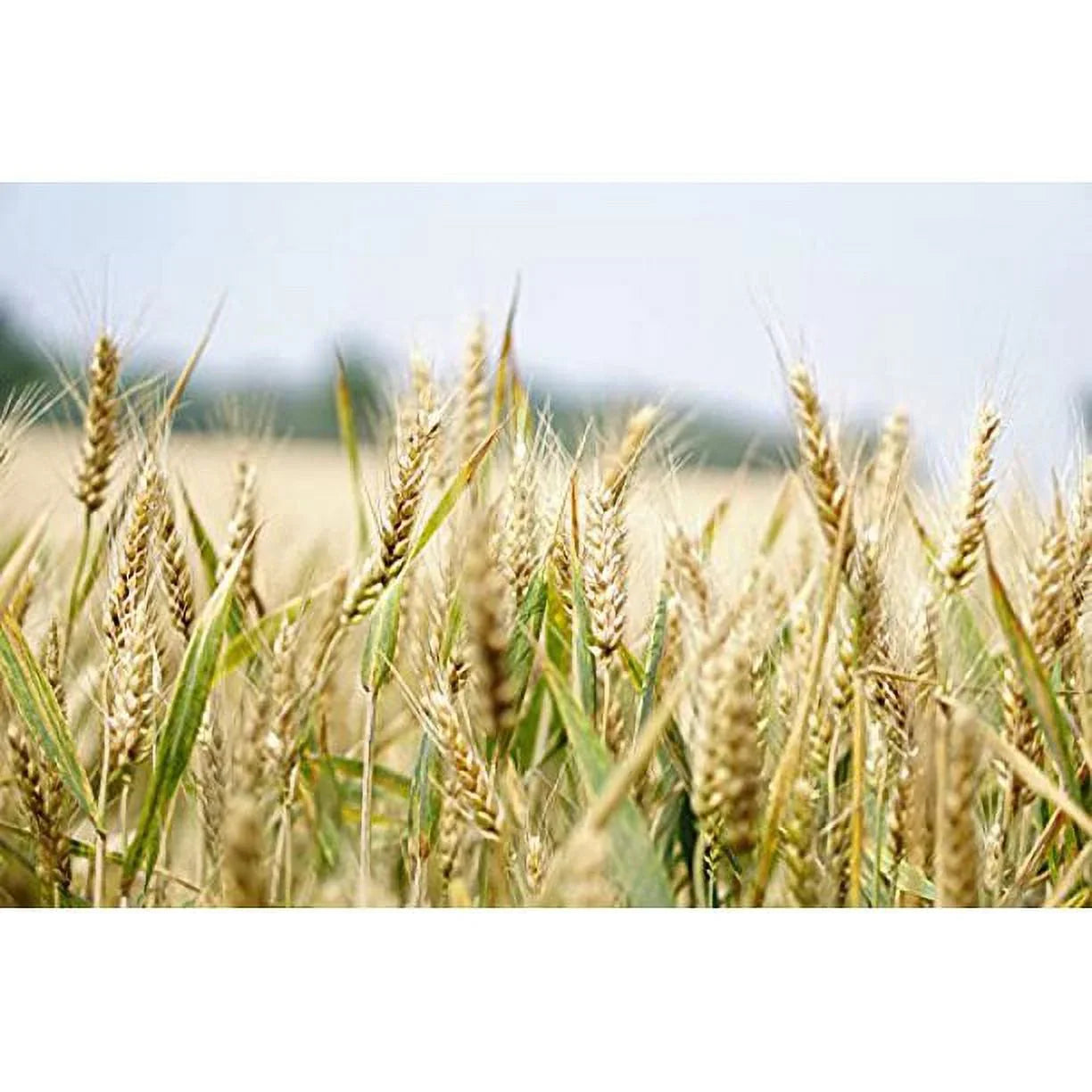 Organic - Pearled Rich, (7LB) Italian Raw, Fiber Vegan, Protein, Farro Kosher Non-GMO, Bulk,